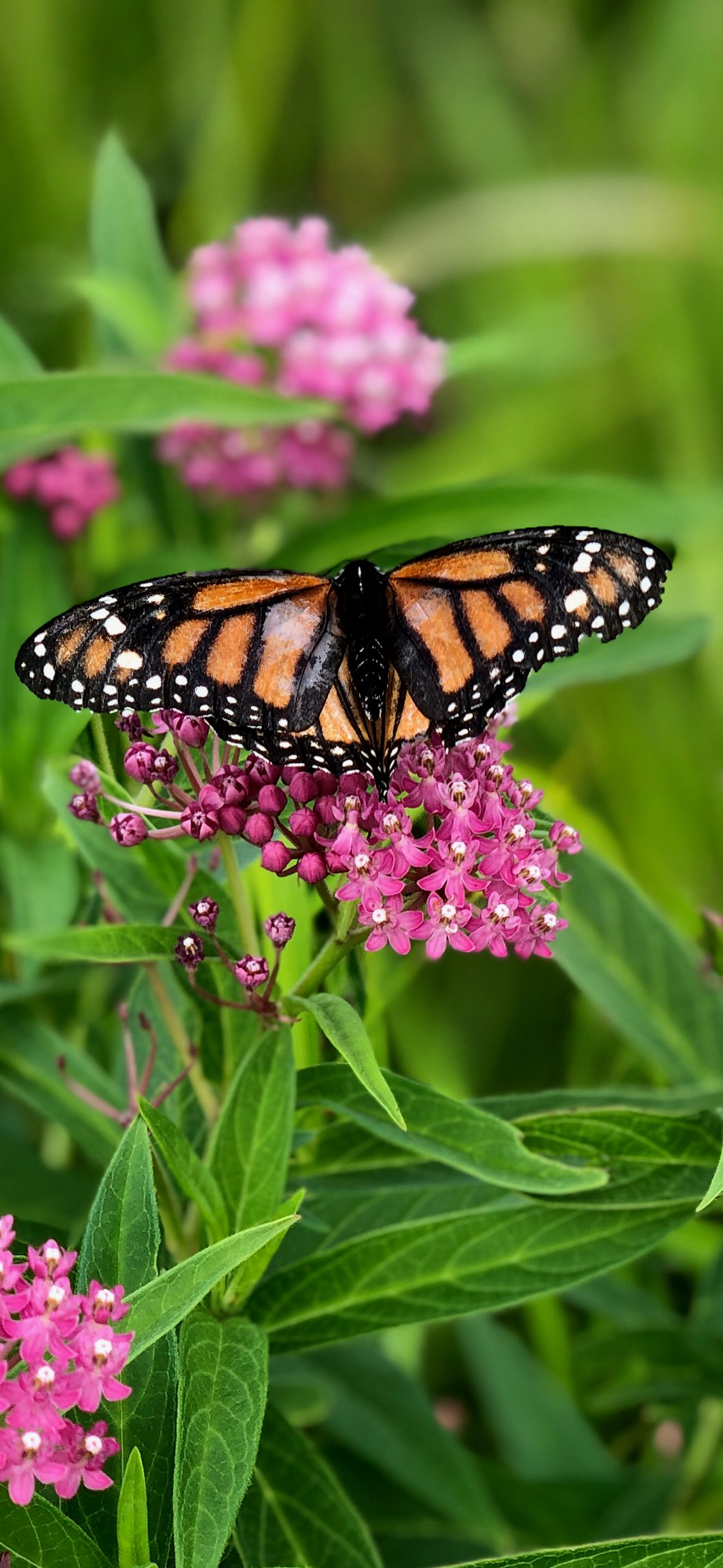 Butterfly Phone Background product image (1)