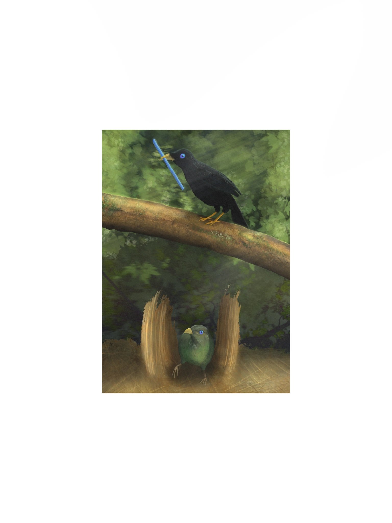 Serene Bowerbird Poster product image (1)