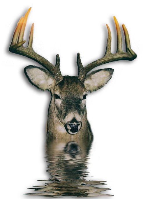 Deer Water Reflection Digital Product product image (1)