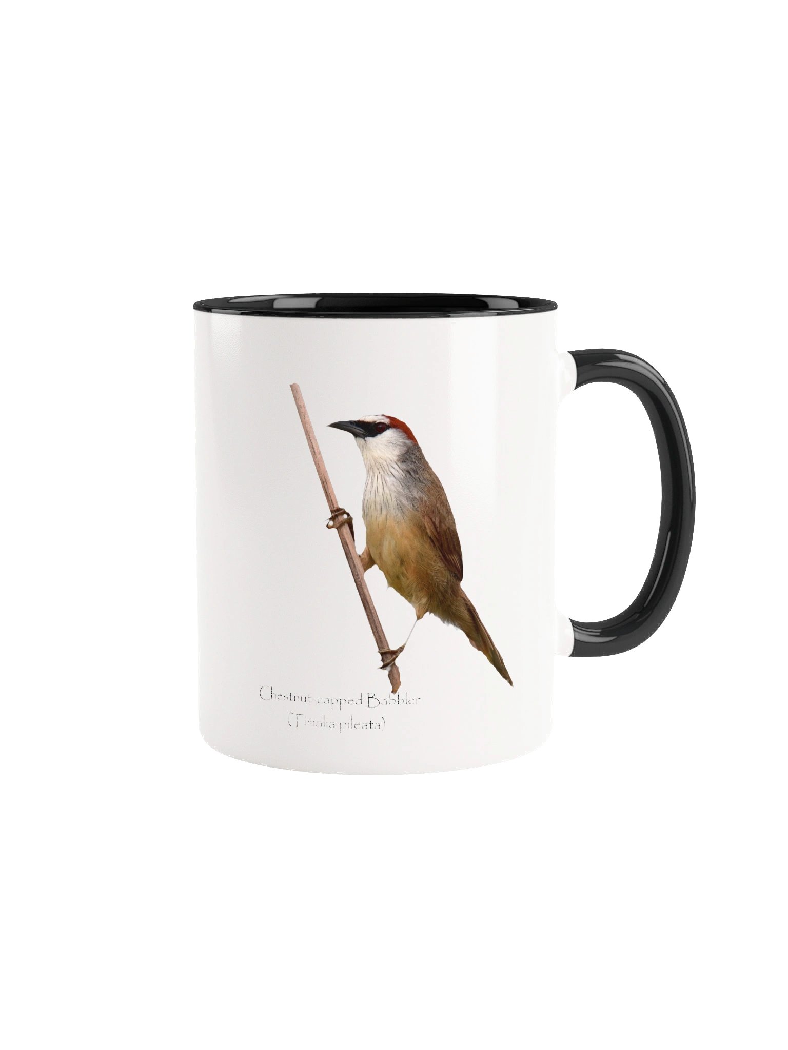 Chestnut-capped Babbler product image (3)