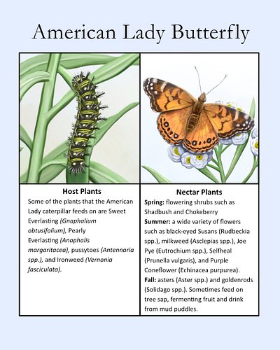 The more Pearly Everlasting that I plant in my yard, the more often I see American Lady butterflies here in Nova Scotia. The ...