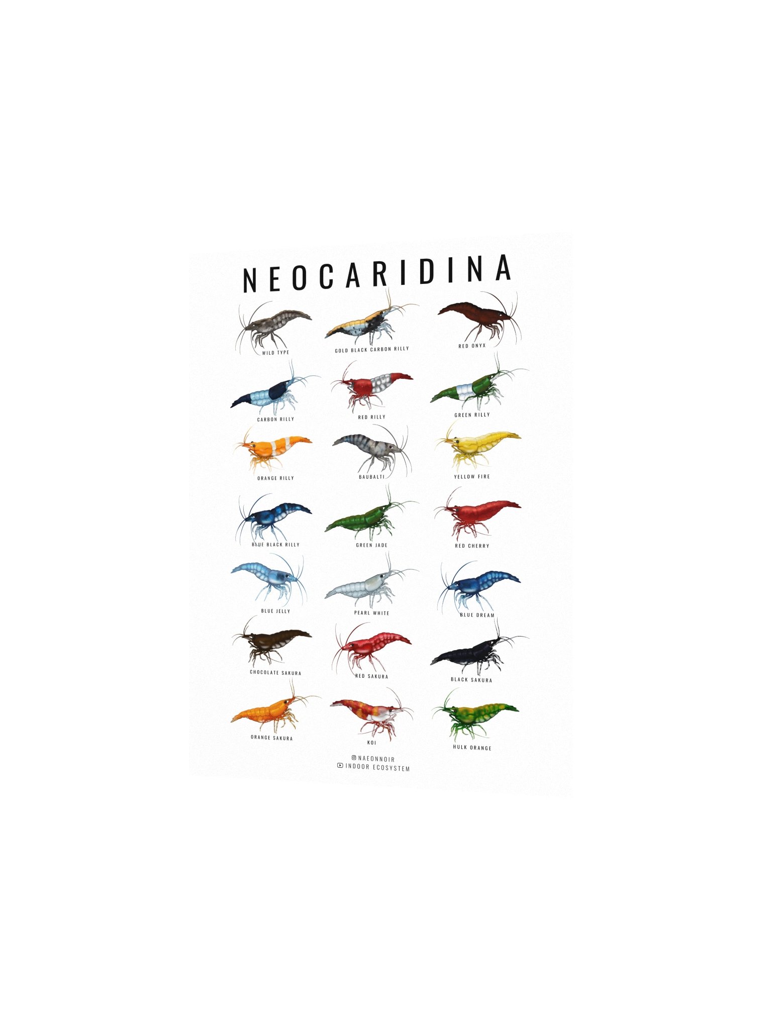 NEOCARIDINA SHRIMP POSTER (WHITE) product image (2)