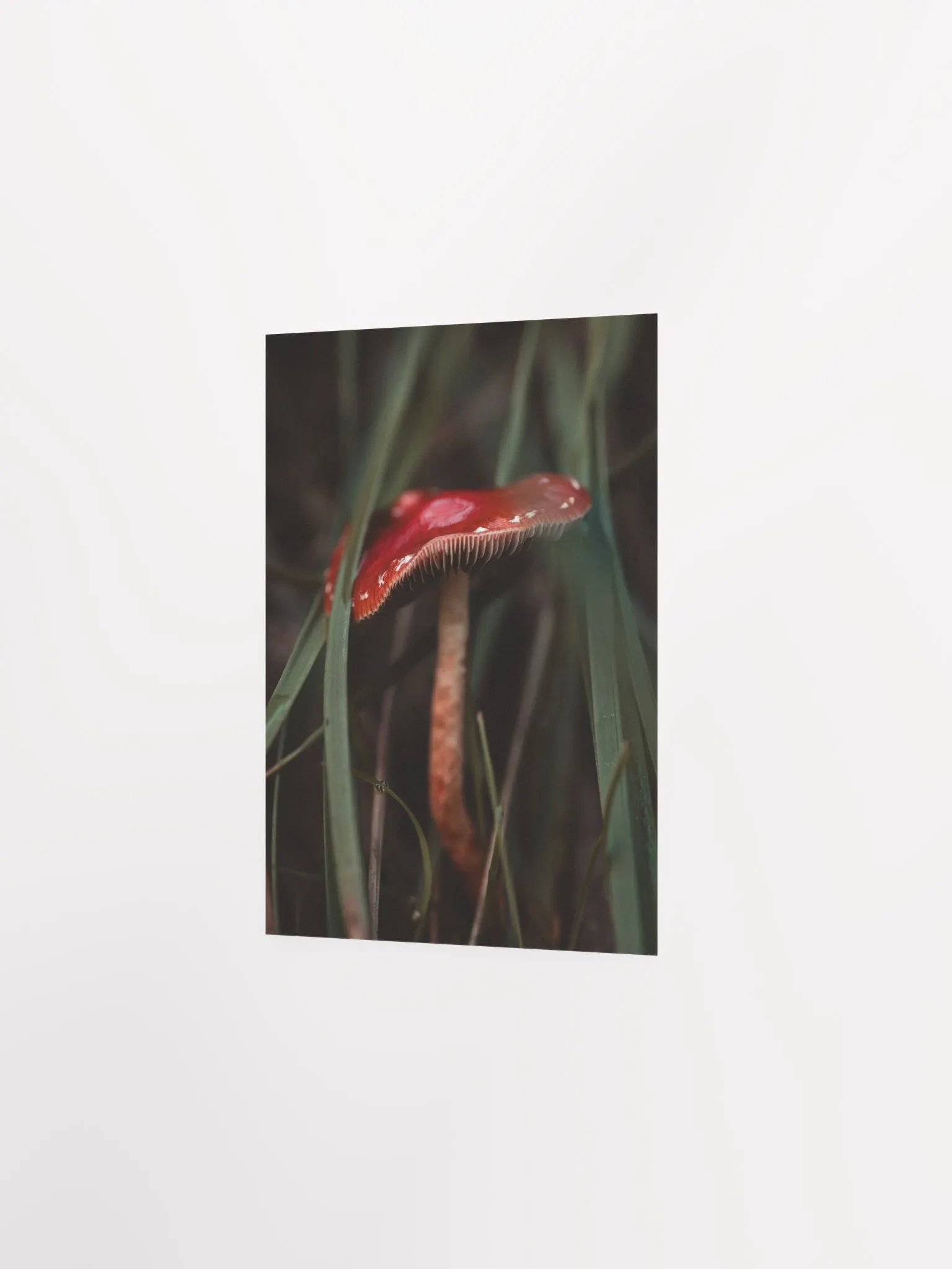 Red Mushroom product image (6)