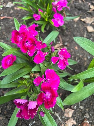 I will never get tired of this season! Love is……..enjoying the miracles of Spring!! I want to soak up every little bit of Spr...