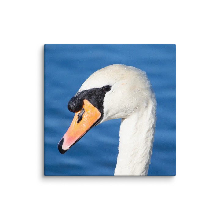 Swan Floating on the water Canvas product image (14)