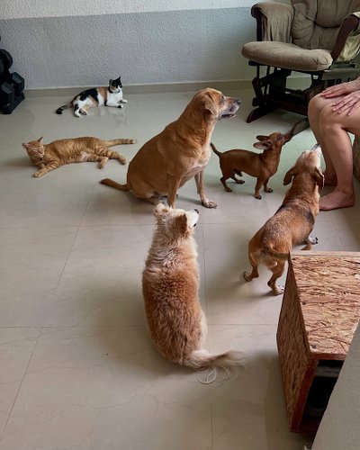 Just wanted to express how grateful we are for having you as part of Chica’s pack. 

Thank you for sharing the good and the b...