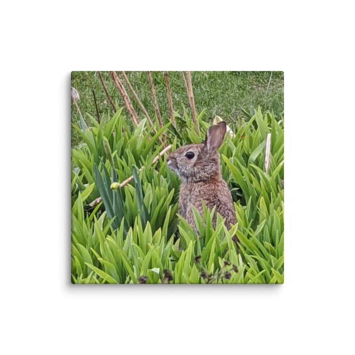 Brown Bunny product image (1)