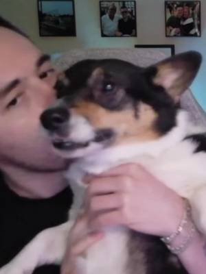 He really said “no more love please, we’re on camera.” #clips #fyp #corgi #dog