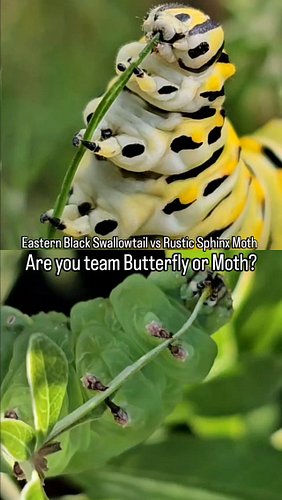Eastern Black Swallowtail vs Rustic Sphinx Moth: Which caterpillar do you choose? 🤔 let me know in the comments!

The swallow...