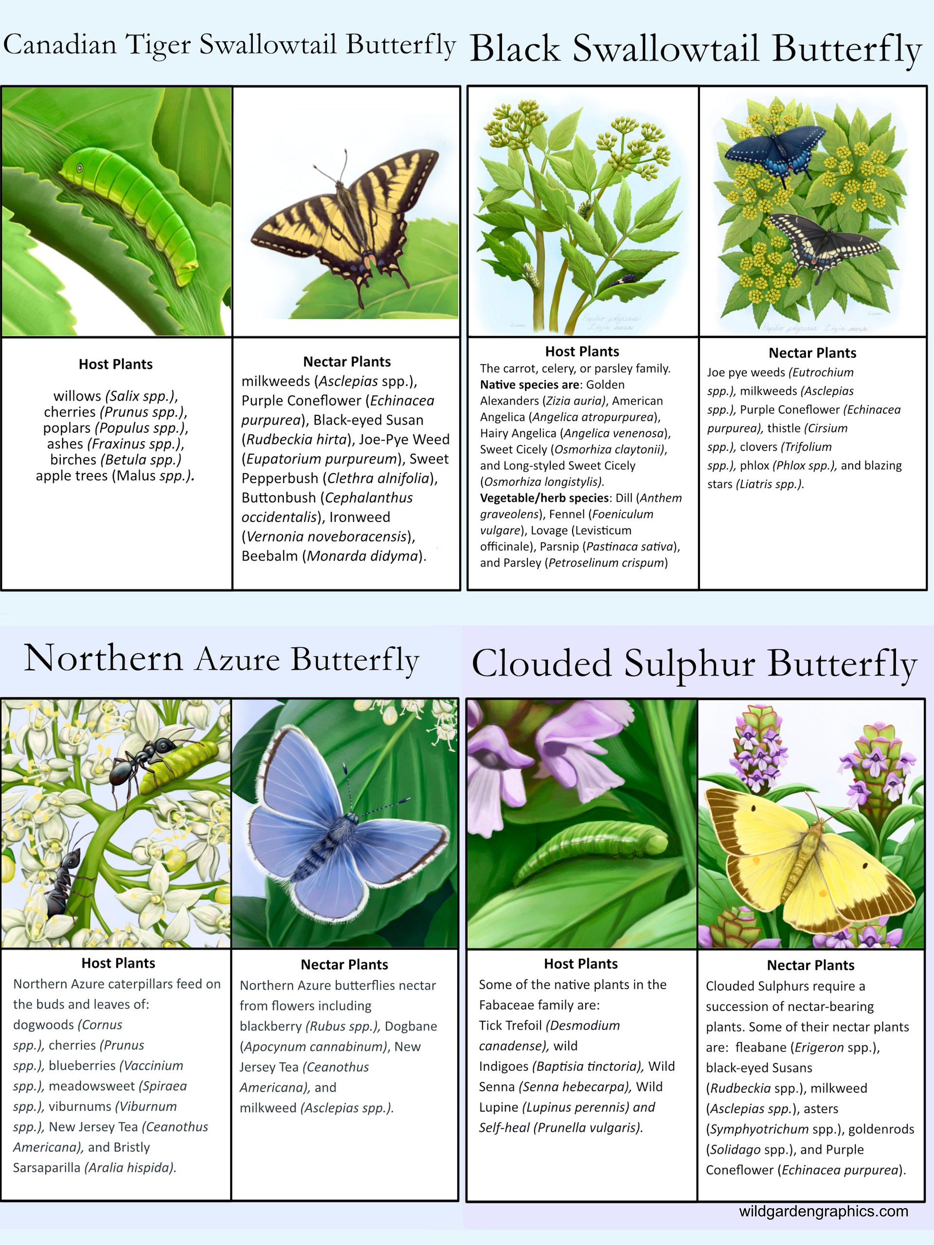 Butterfly Info Pages product image (2)