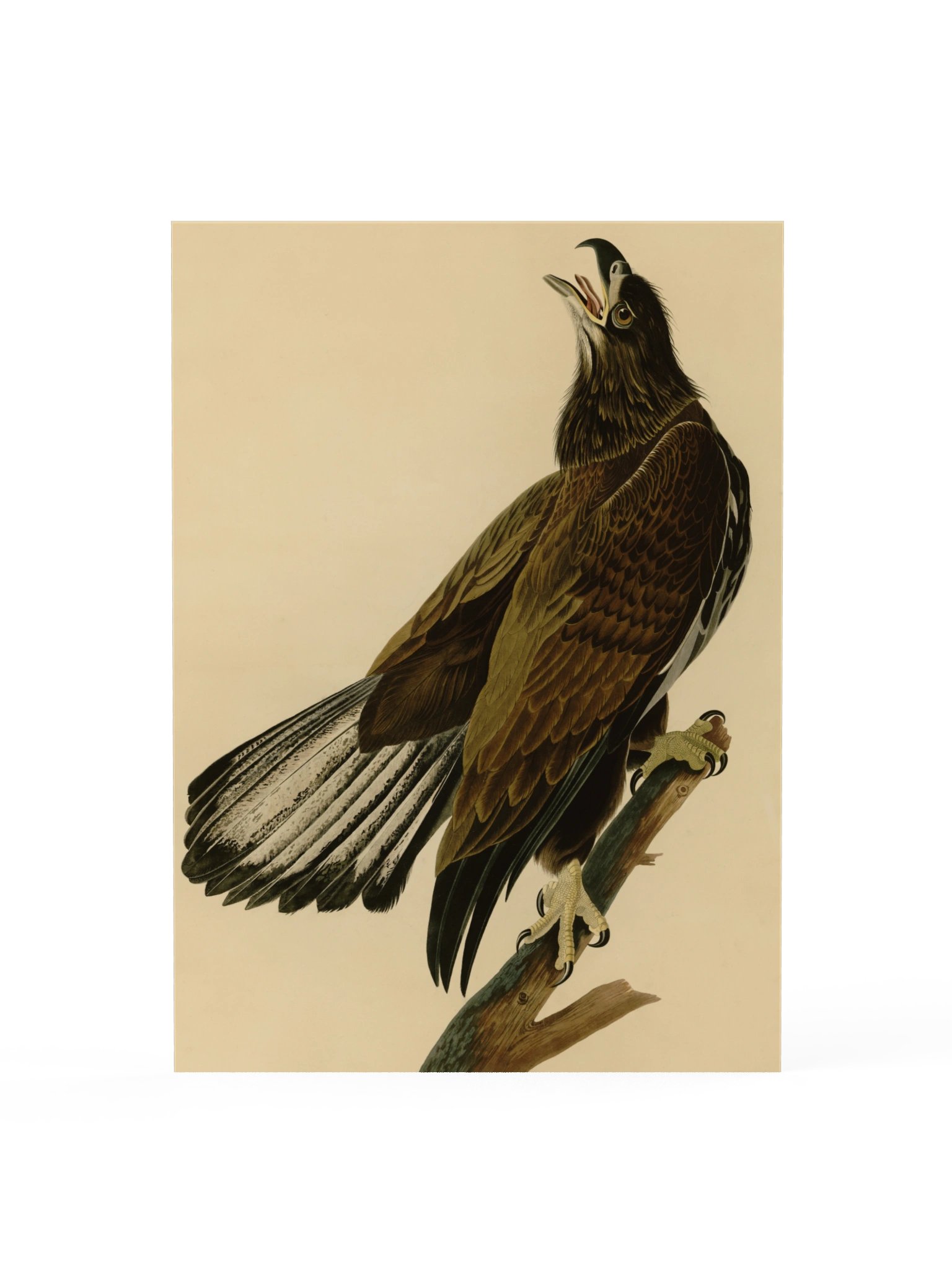 White-headed Eagle, Plate 126 – Audubon Poster product image (1)