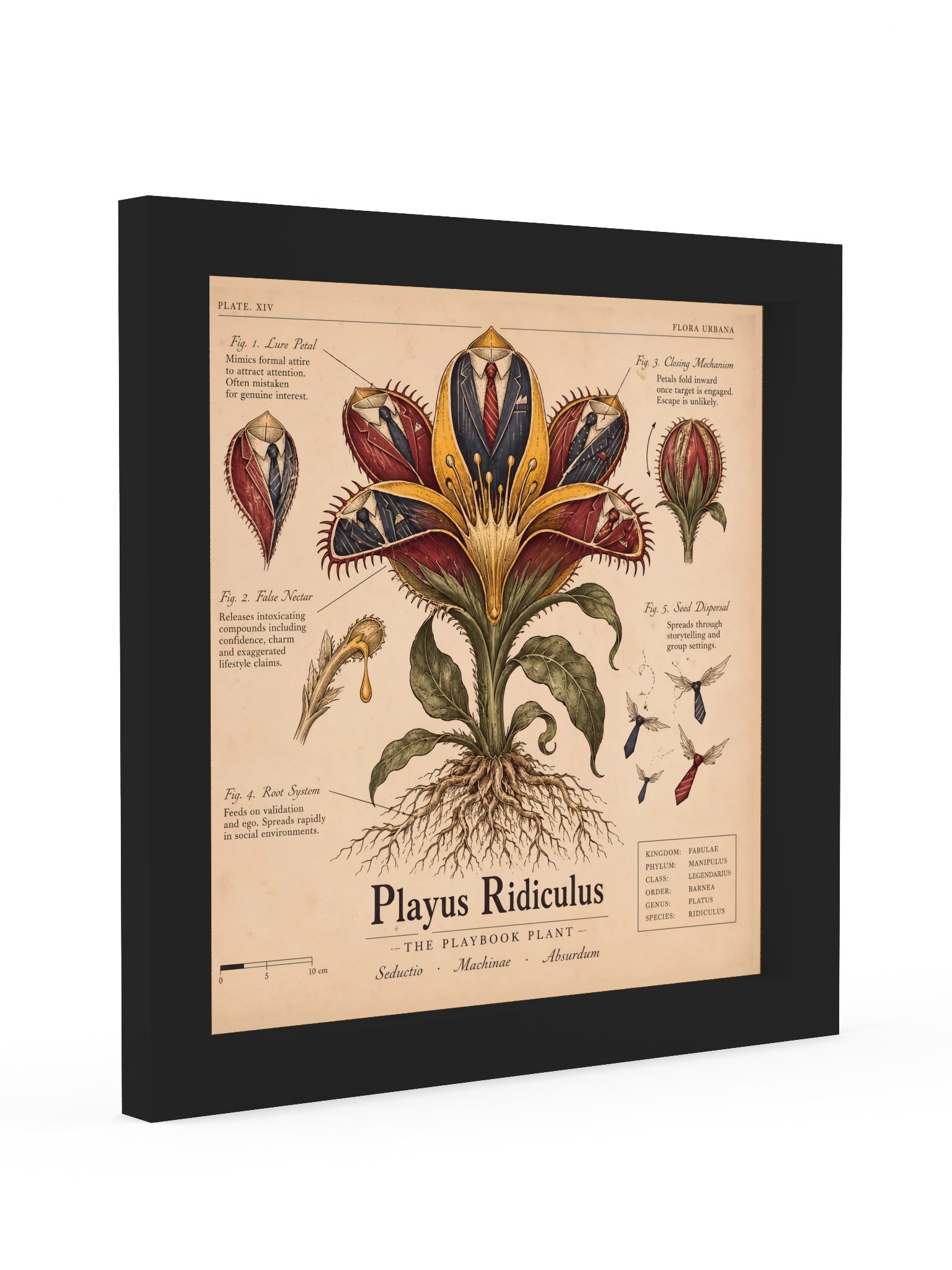 The Playbook Plant — Playus Ridiculus product image (4)