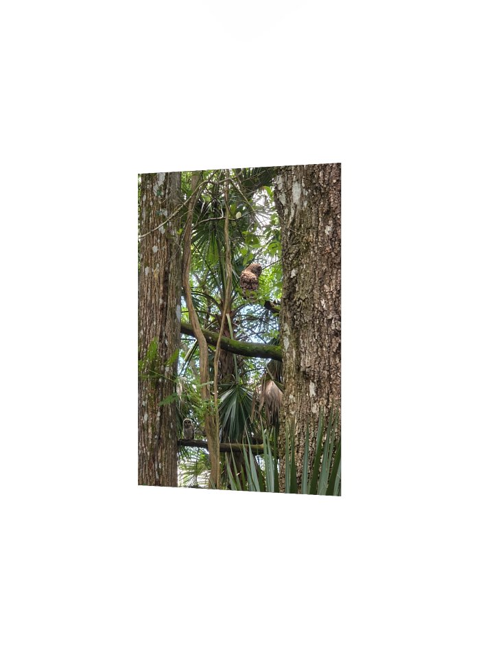 Two Barred Owls product image (10)