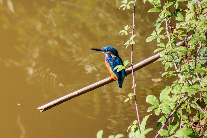 Kingfisher's Perch – Nature's Vigilant Hunter product image (1)