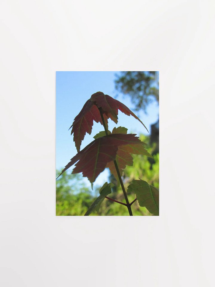Maple Leaf product image (7)