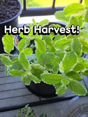 Garden Harvest! Herbs & Peas
