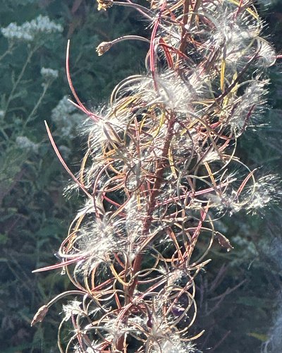 Chamaenerion angustifolium (Chamerion angustifolium in the Jepson), Fireweed, in the Onagraceae, the Evening Primrose family,...