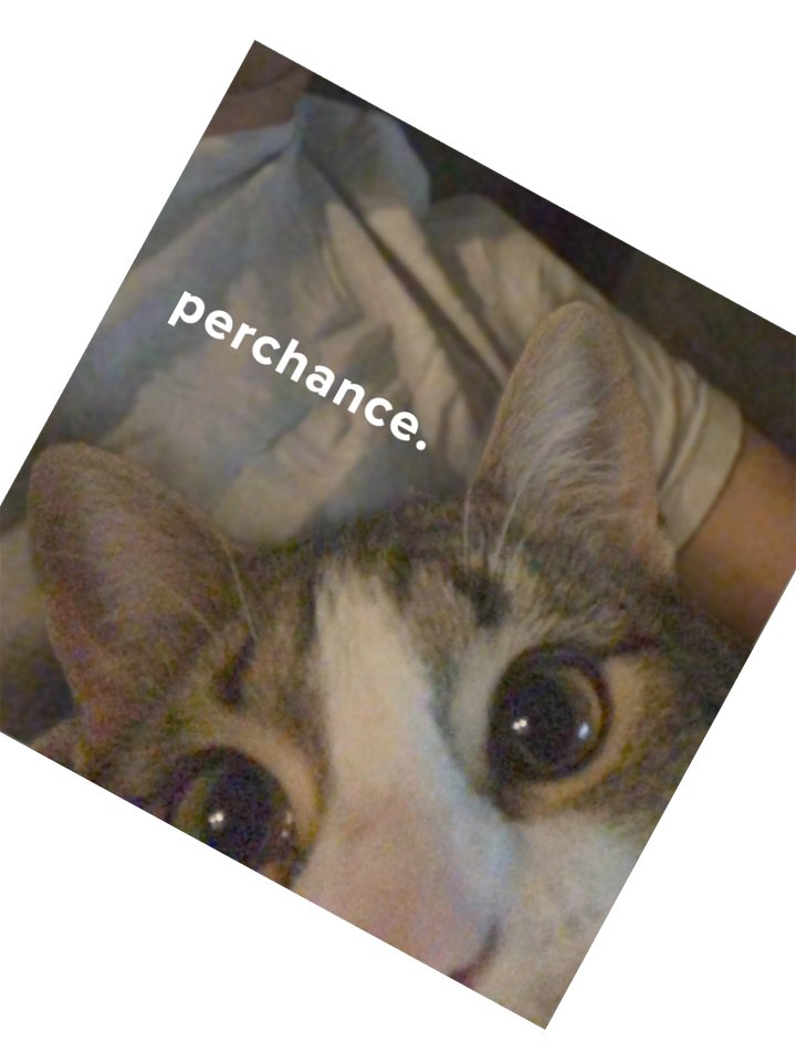 Perchance? product image (4)