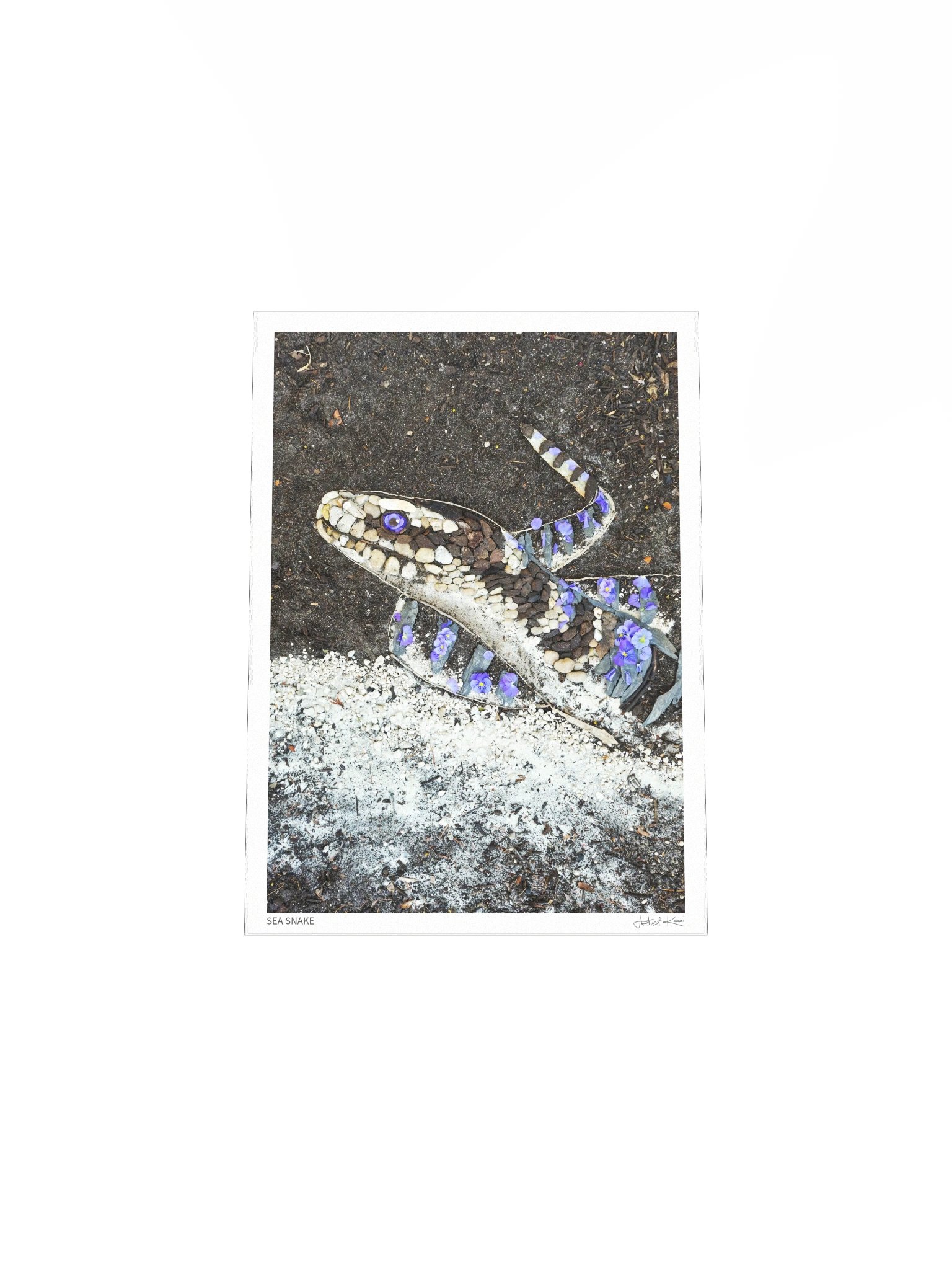 SEA SNAKE | Fine Art Print product image (5)
