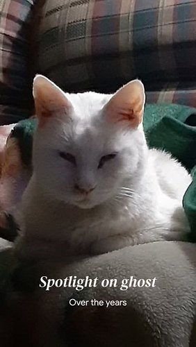 Spotlight on ghost