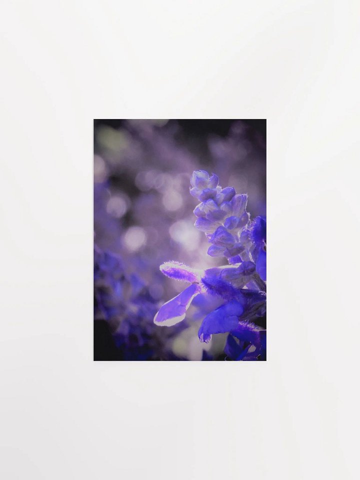 Wisteria 4 product image (13)