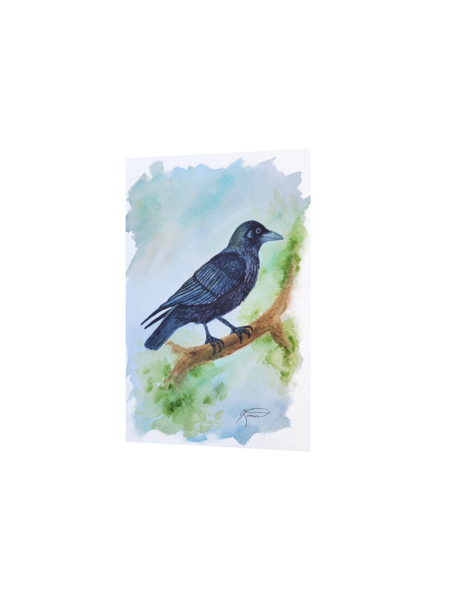 American Crow (2025) product image (2)