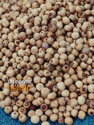 Tu découvres le poivre blanc d'Afrique le plus réputé au monde... 🤯🇨🇲⚙️ ​Pourquoi le Poivre Blanc de Penja en moulin est une légende en gastronomie ? ​En tant que sourceur d'épices depuis 2010, je vous présente ce trésor du Cameroun : ​✅ Un terroir volcanique : La première IGP d'Afrique subsaharienne ! ✅ Mouture minute : Des arômes sauvages de civette et de musc combinés à la fraîcheur des sous-bois. ✅ Zéro brûlure : Pas d'enveloppe noire (péricarpe), donc un piquant très doux et diffus. ✅ Écologique : Flacon en verre réutilisable et rechargeable à l'infini. ​🛒 DÉCOUVRE CE GRAND CRU : Rends-toi sur Le Comptoir de Toamasina (Lien en bio) et économise 10% avec le code BRESIL ! 🛒 ​#PoivreDePenja #PoivreBlanc #ArnaudSion #LeComptoirDeToamasina #FoodTok 
