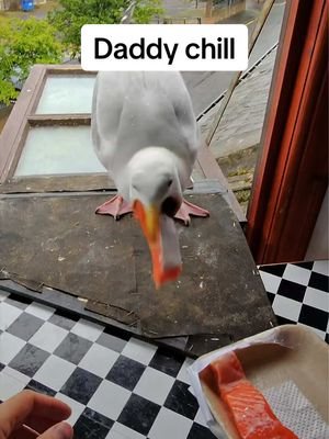 Crazy double salmon swallow tonight 😂 my hungry hungry boy ❤️ #fyp #foryou #seagull #birds #feedingsteven