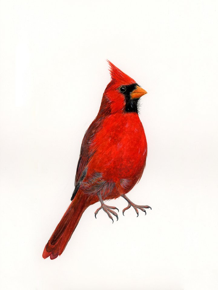 Cardinal - ORIGINAL product image (1)