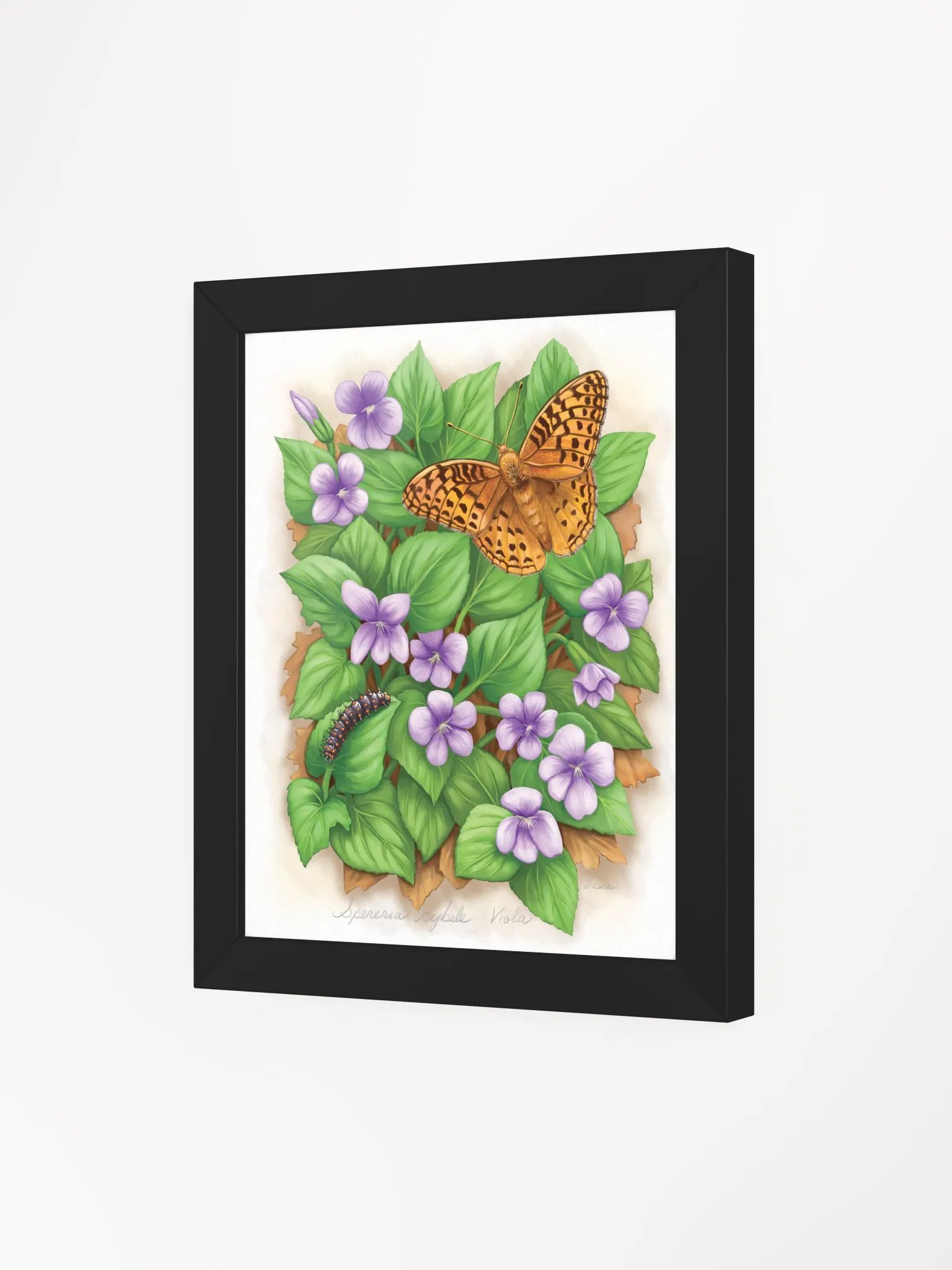 Fritillary Butterfly & Caterpillar product image (35)