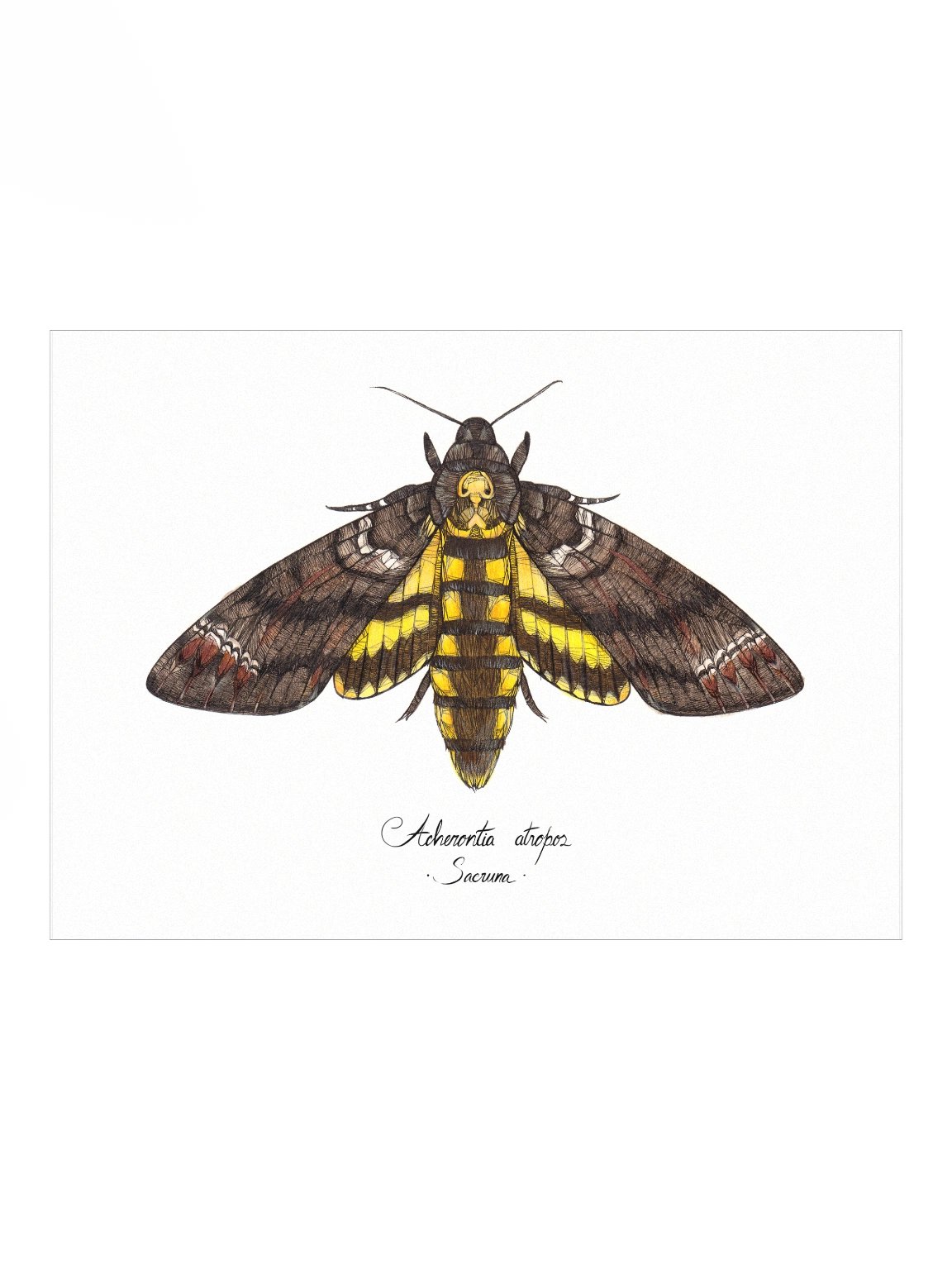 Acherontia Atropos • Print product image (1)