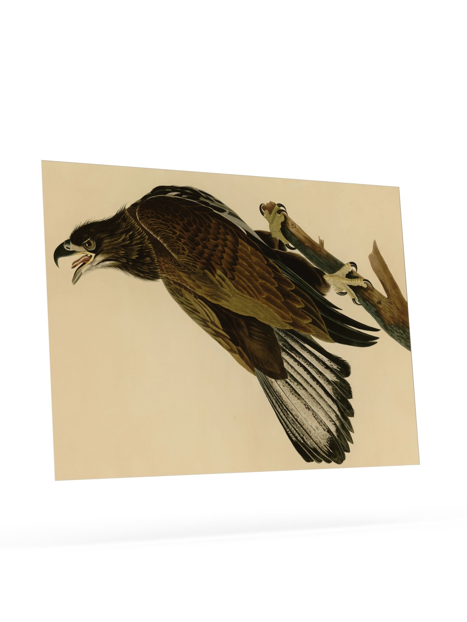 White-headed Eagle, Plate 126 – Audubon Poster product image (9)