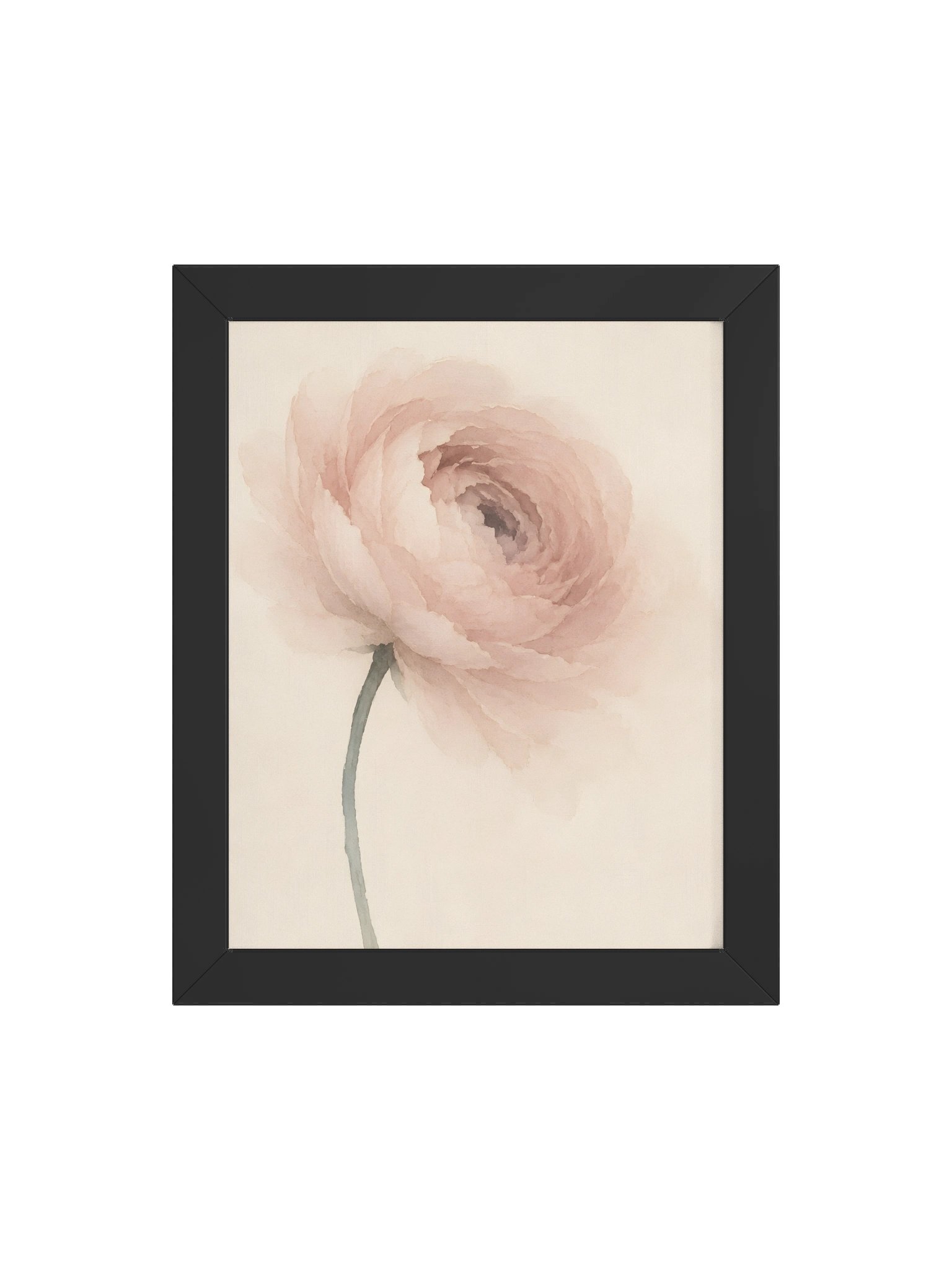 Pale Ranunculus product image (5)