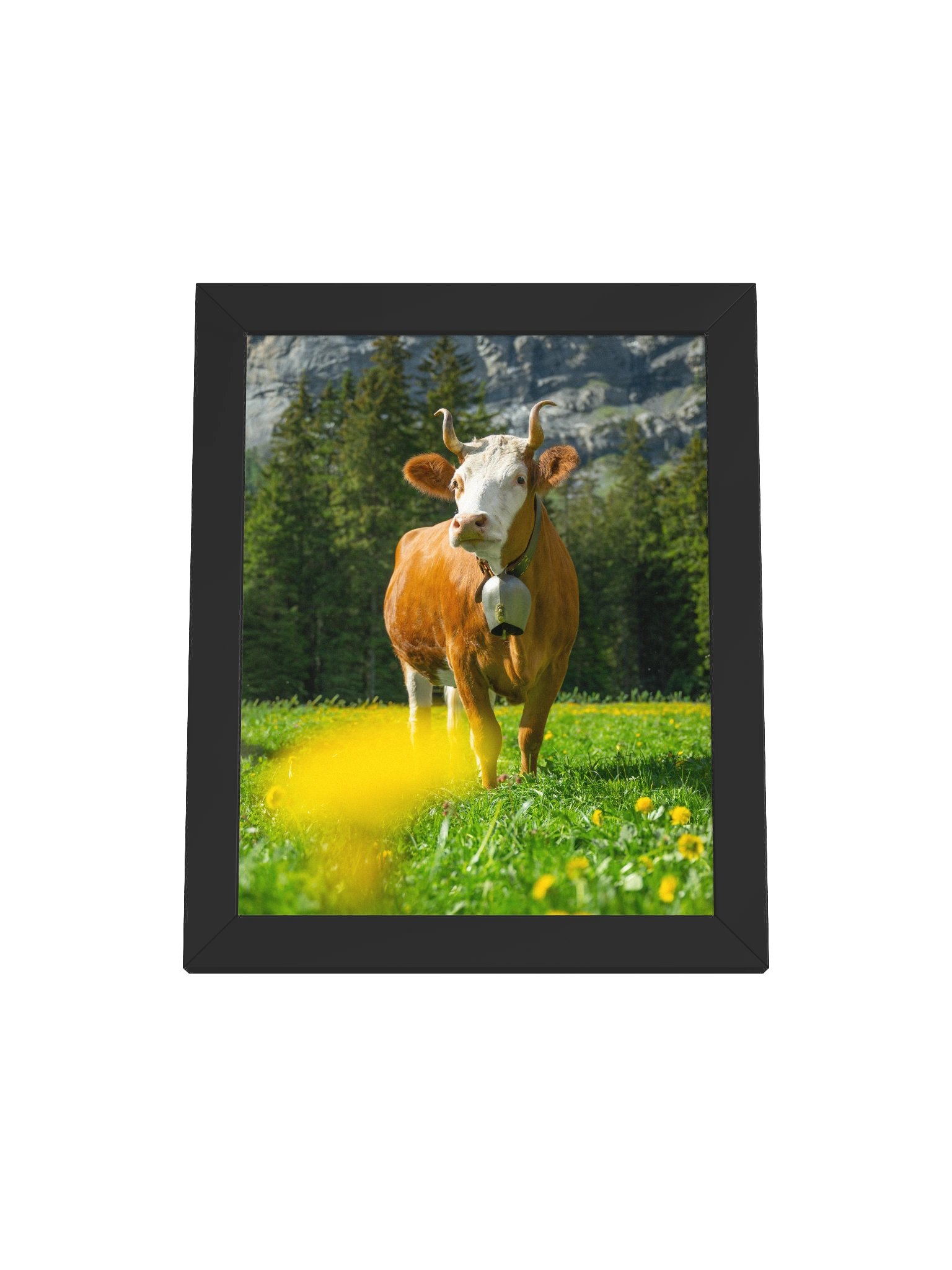 Simmentaler Cow (Original swiss breed) product image (5)
