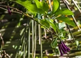 Nature's tag thumbnail