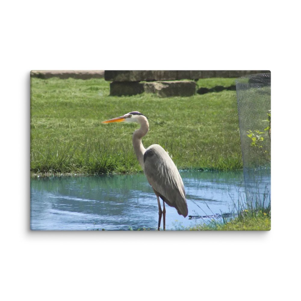 The Great Blue Heron product image (4)