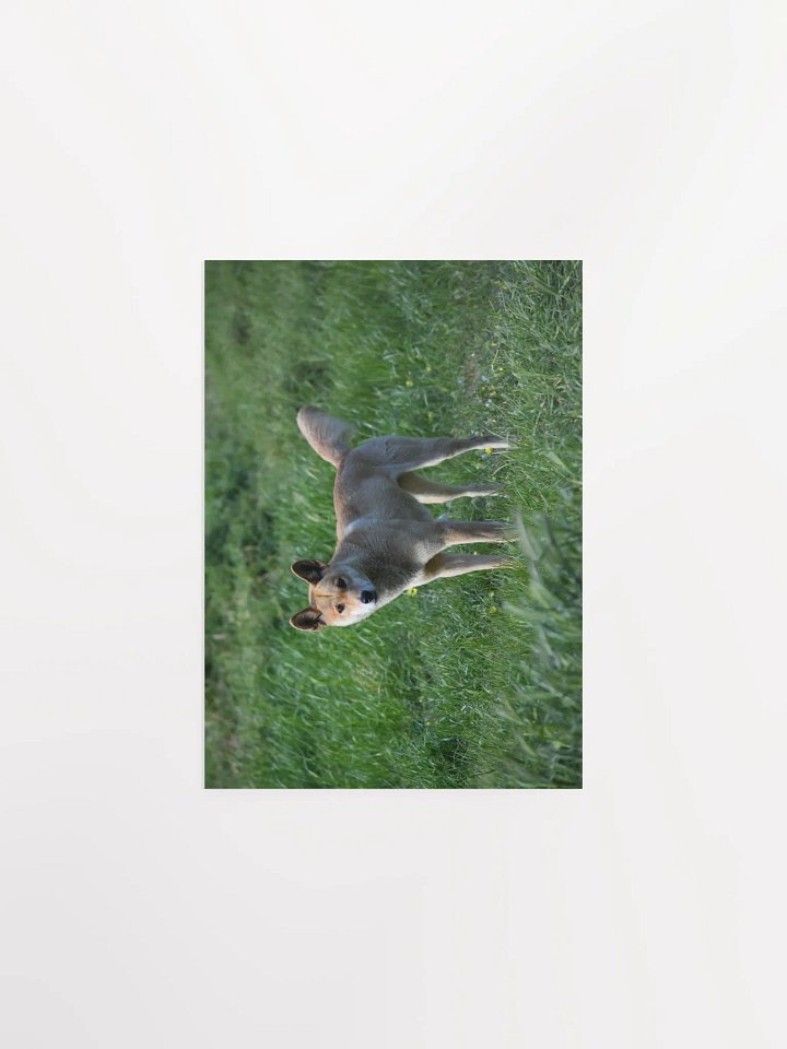 Dingo - 2 product image (1)