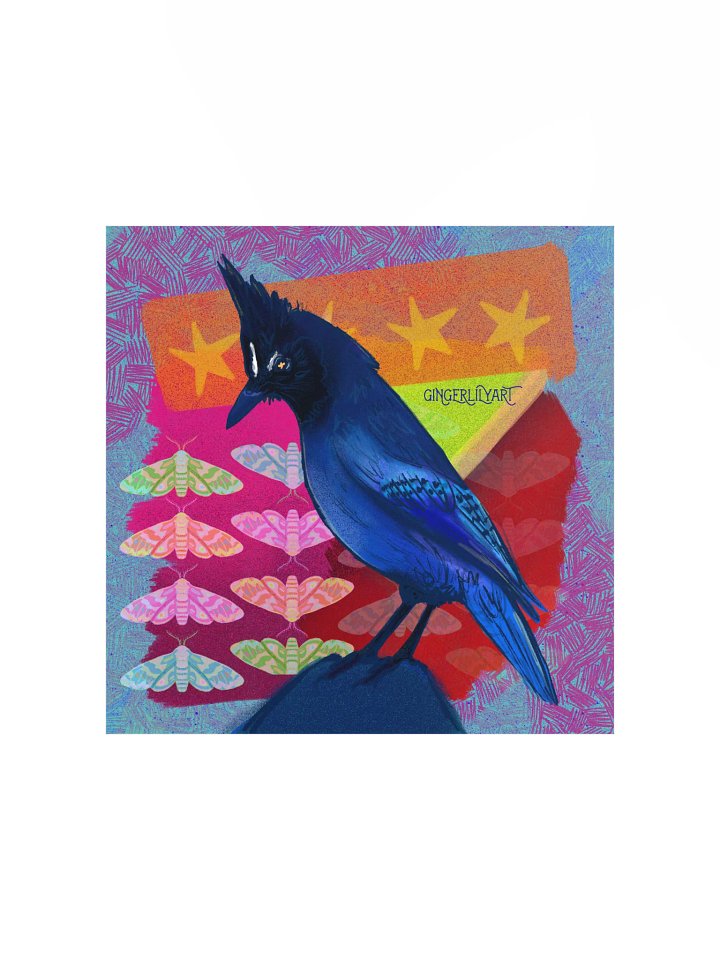 steller's jay print product image (2)