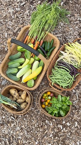 This #harvest includes cucumbers, bush beans, peppers, tomatoes, carrots, potatoes, and basil from my #backyardgarden I’m so ...