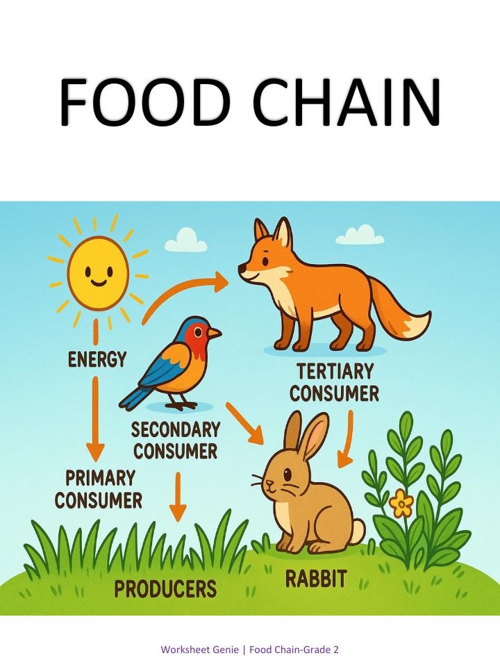 Food Chain Pack - Comprehensive 2nd Grade Science Unit product image (1)