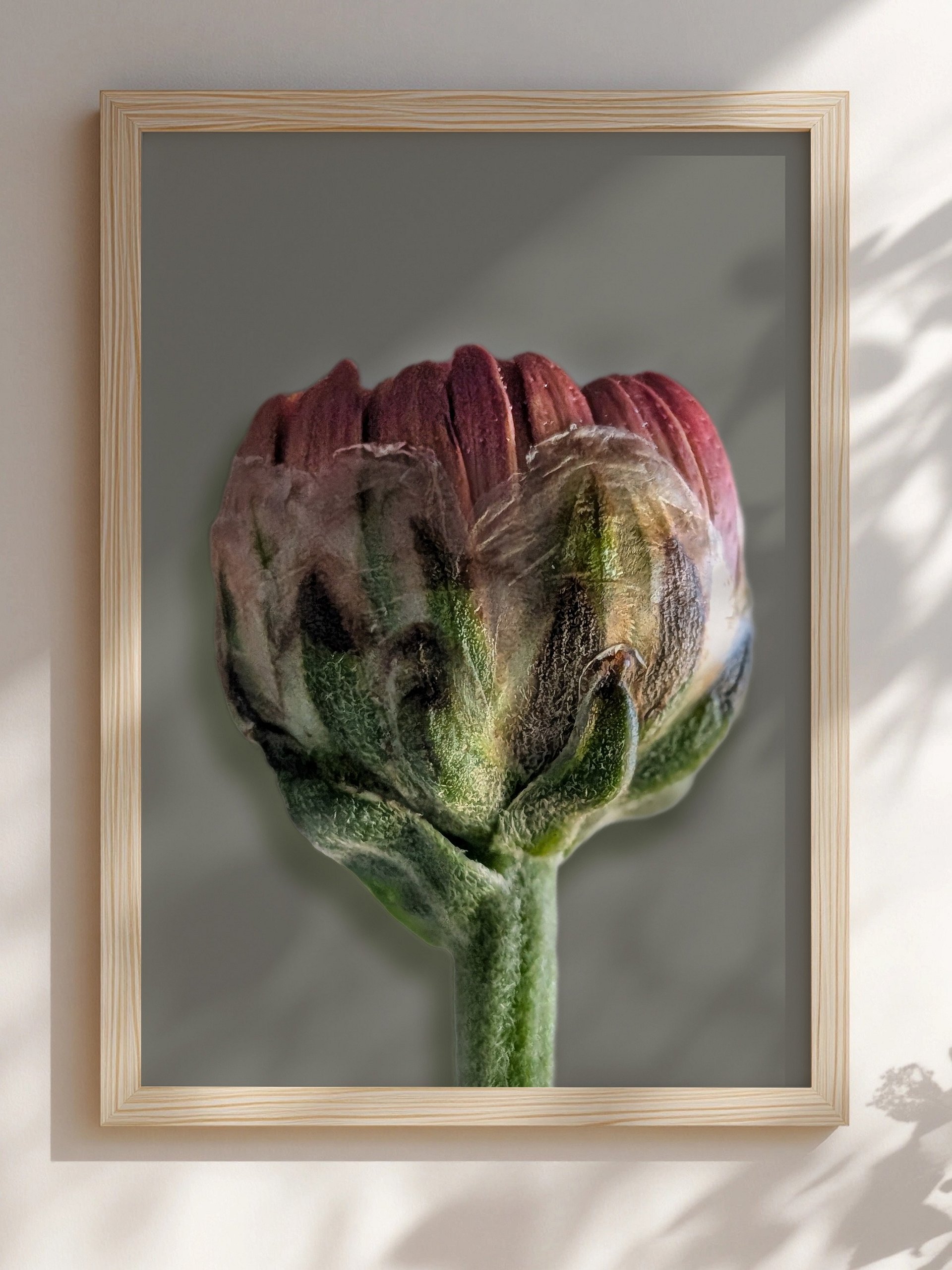 Gerbera Bud Macro Photography Print | Moody Botanical Wall Art | Printable Digital Download product image (4)