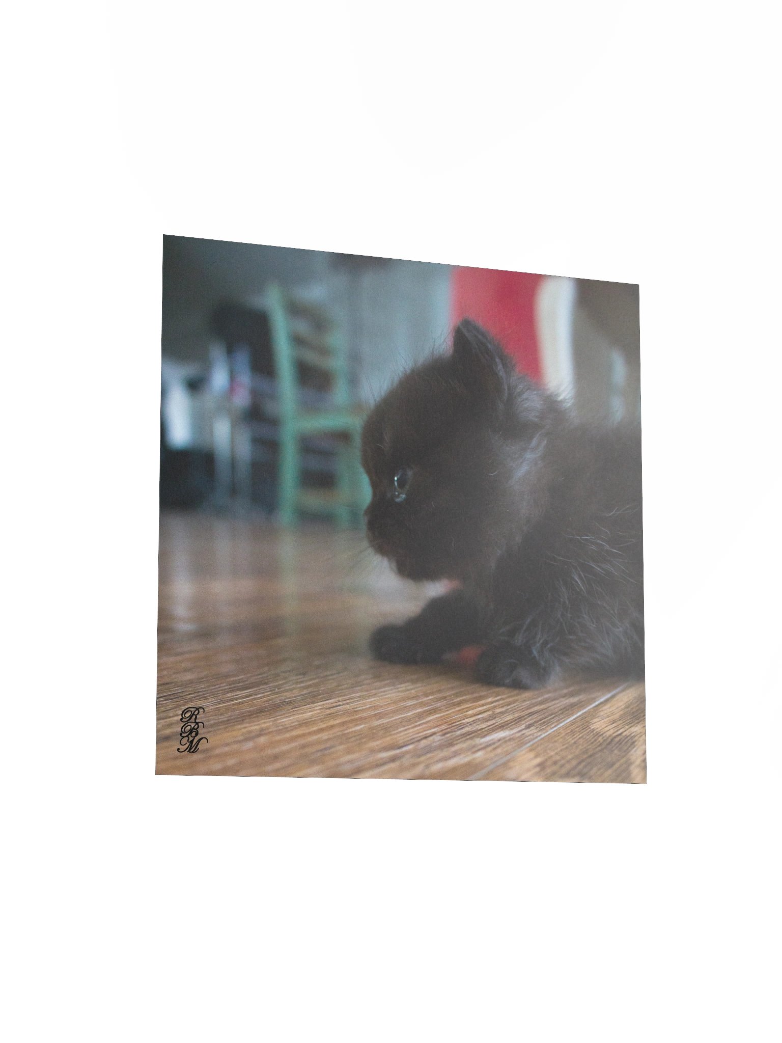 Black Kitten Up Close product image (11)