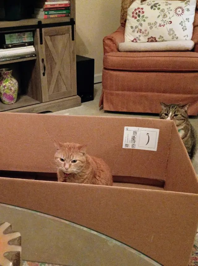 Clara has possession and is not sharing. Celine is about to choose violence. 😬 #newvideo #catsoftiktok #catinabox