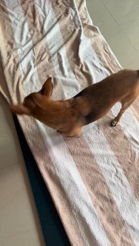 Ready for the workout session. 

#chicathedoberman #funnydogs