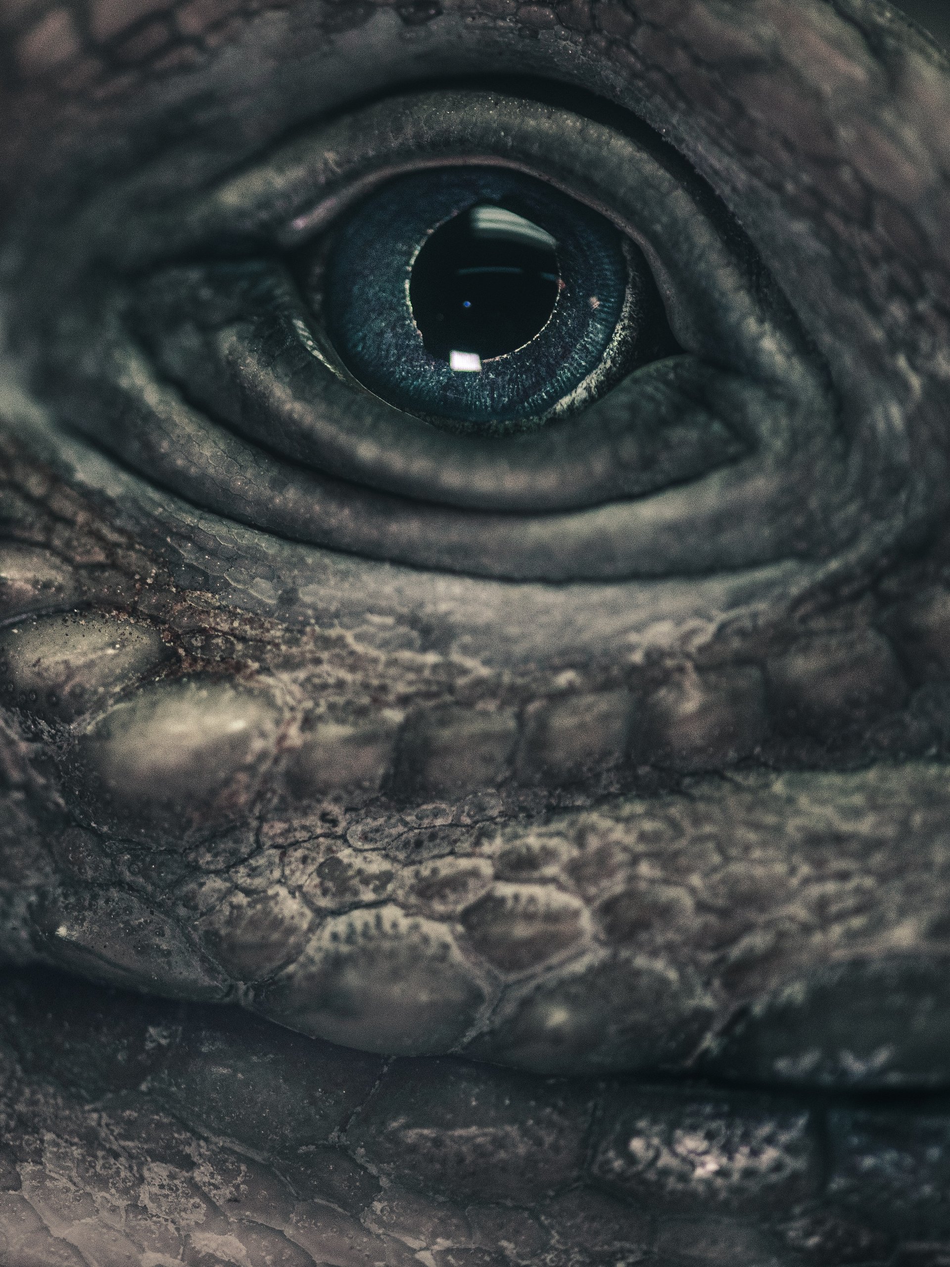 Rhino Iguana Eye product image (1)