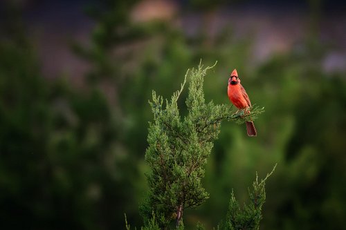 Perched
