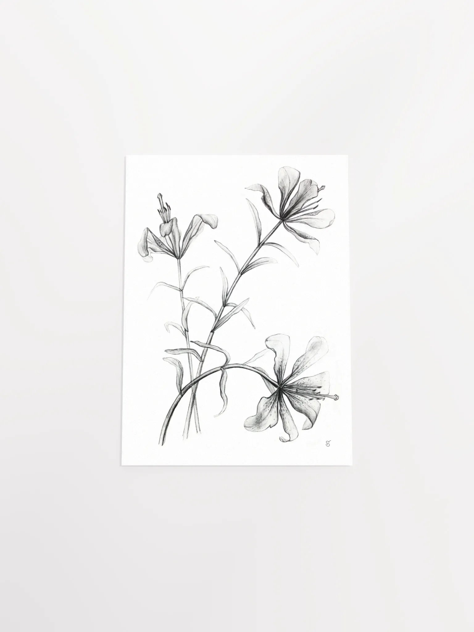 Lily Botanical Drawing Poster - Wild Elegant Flowers product image (4)