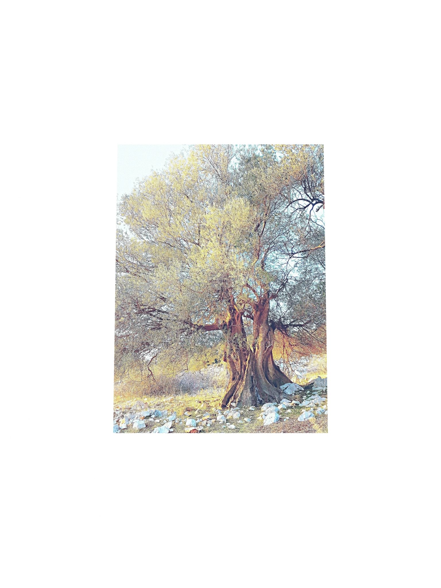 Olie tree matte poster product image (15)
