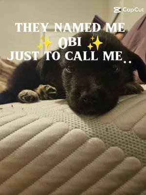 Little Stinka butt is still at the vet. We are hopeful that tomorrow we will be able to bring him home and continue care here. if you could share or donate we would be very greatful! this little guy has a long road ahead.  https://gofund.me/c85aa3bb0 #gofundme #gofundmehelp #puppiesoftiktok #furreverhome 