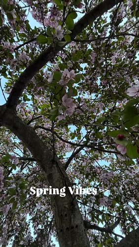 Spring Is Here #fypage #vibes #aesthetic #floral #viral